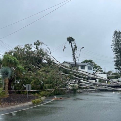 Trees across powerlines on a road at Broadbeach Waters