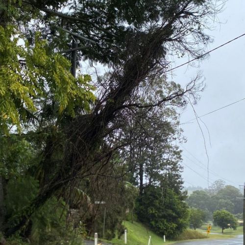 Trees across powerlines at Beechmont