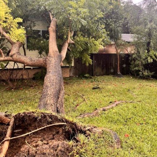 Tree across powerlines and house in Slacks Creek