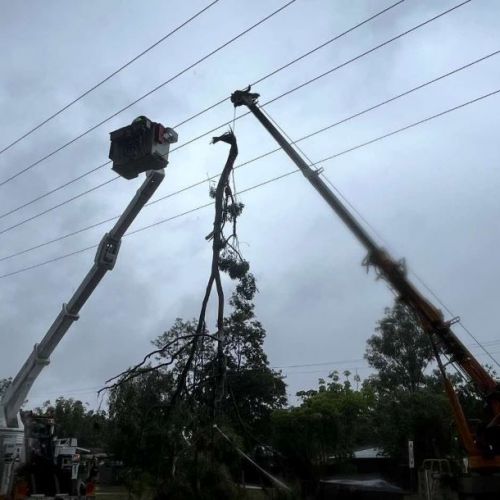 Cranes removing gum tree from powerlines