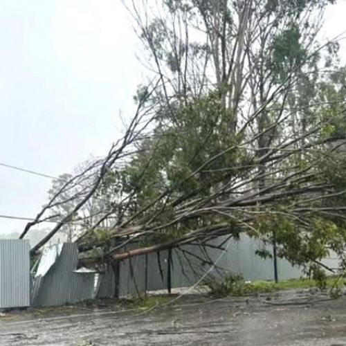 Fallen trees through the fence and across powerlines in Acacia Ridge