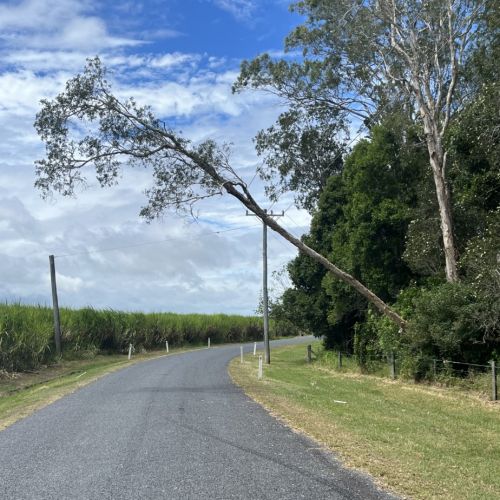 Tree into powerlines at Eagleby Road