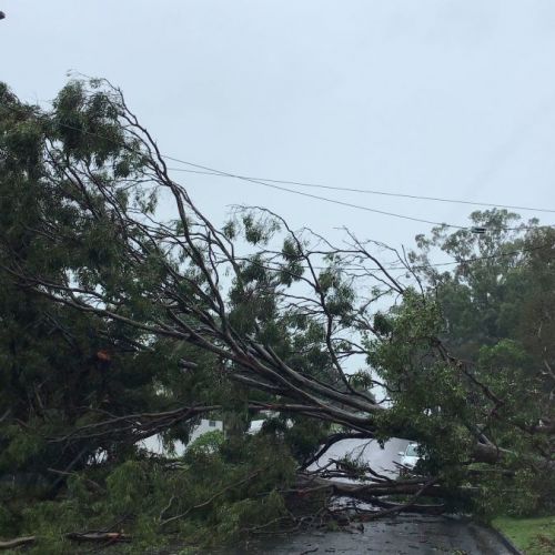 Large tree across road and into powerlines